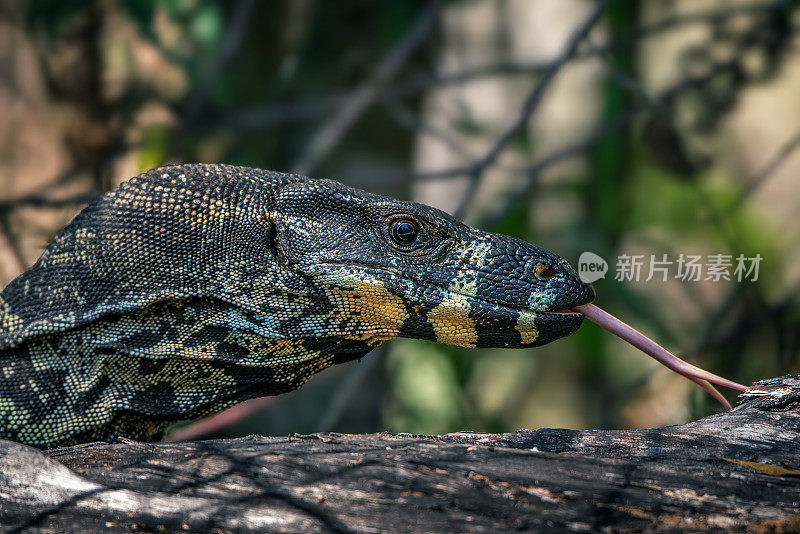 花边巨蜥(Varanus varius)